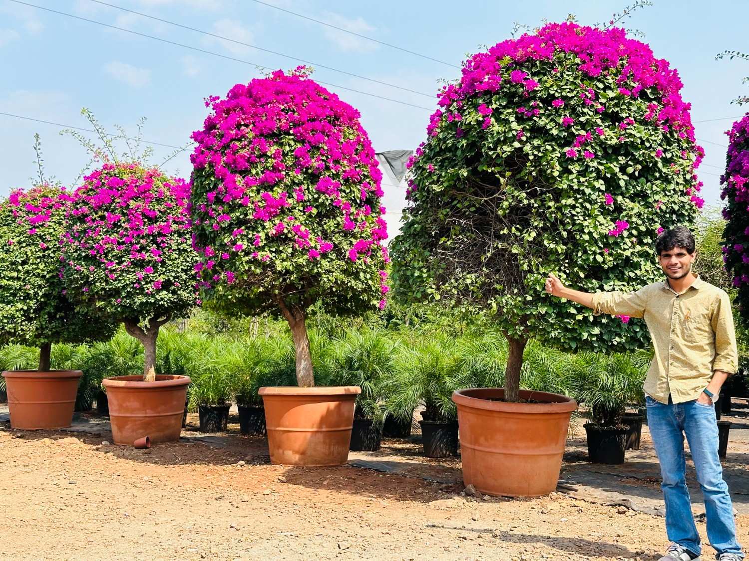 Bougainvillea