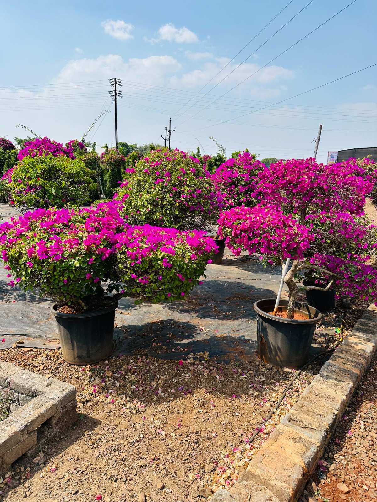 Bougainvillea