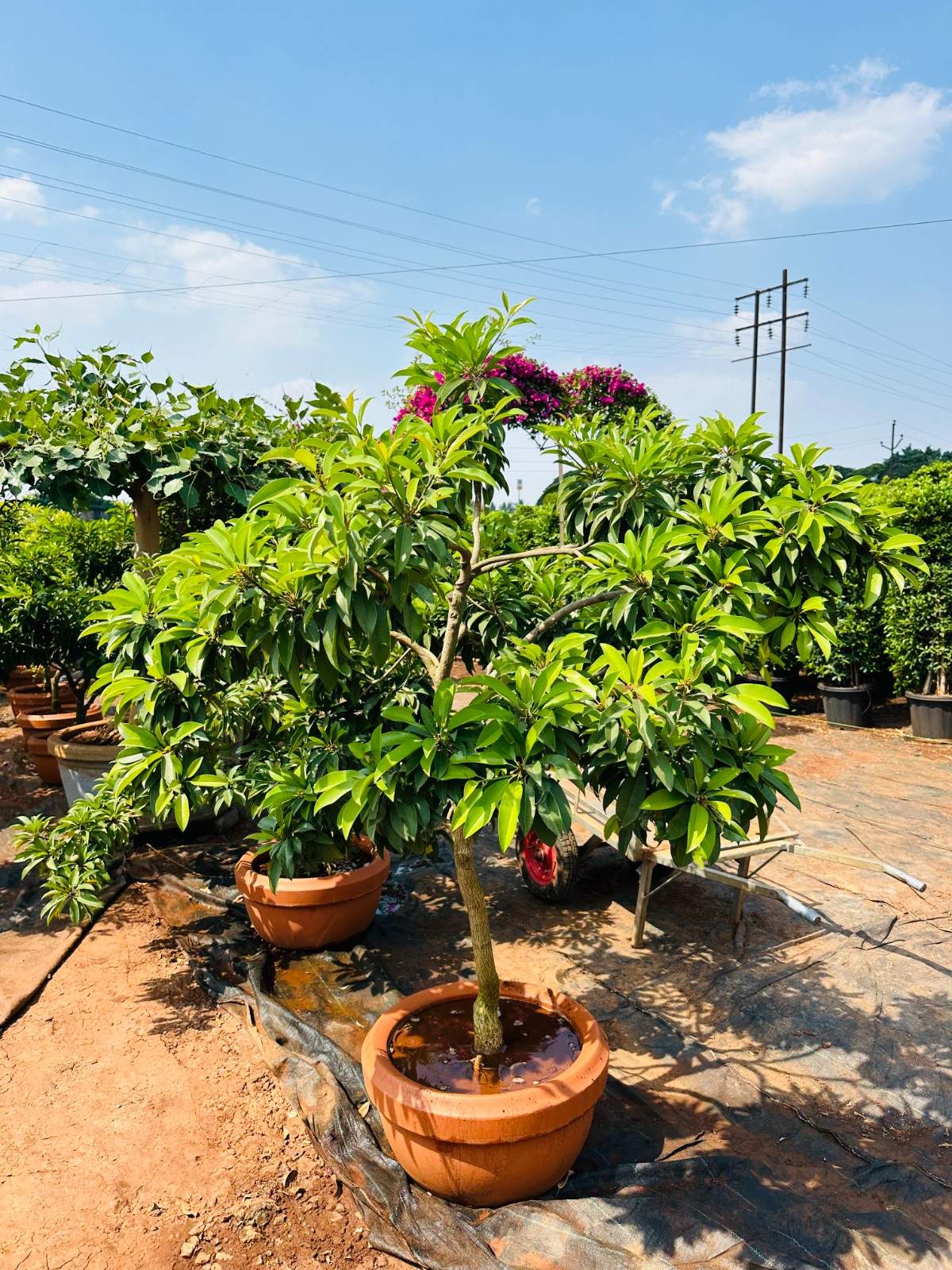  Cheeku (Sapodilla) Plant