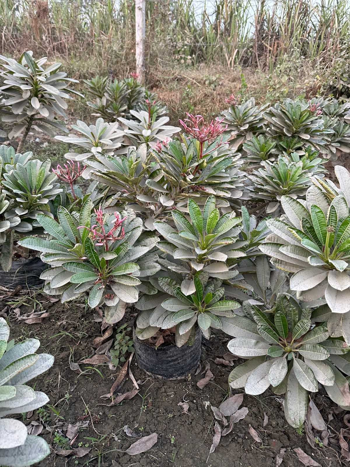 Singapuri Champa