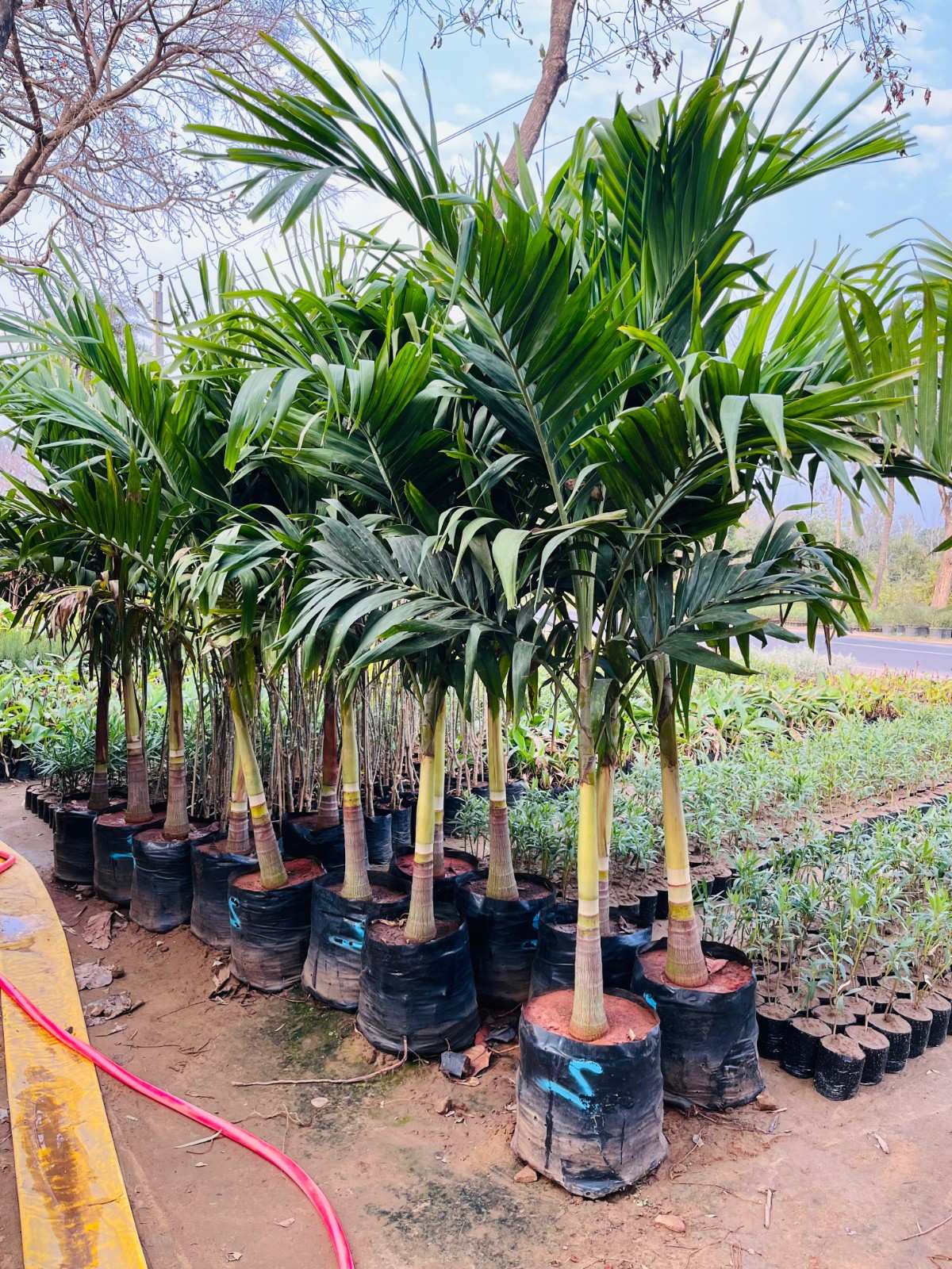 Adonidia Palm