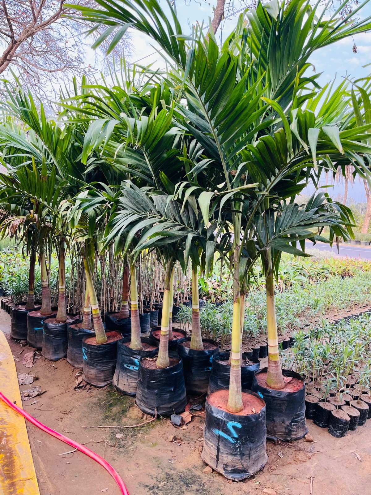 Adonidia Palm