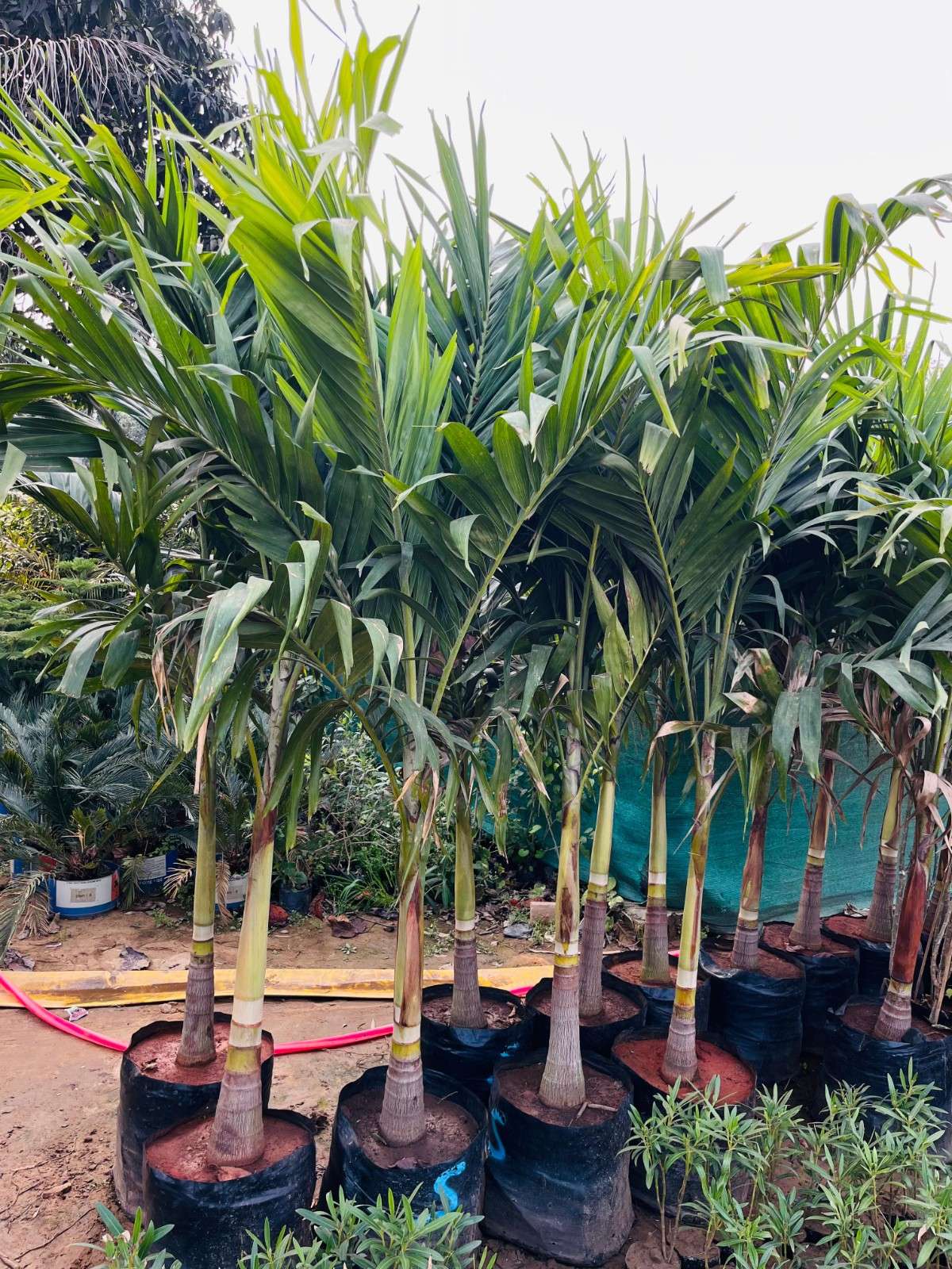 Adonidia Palm
