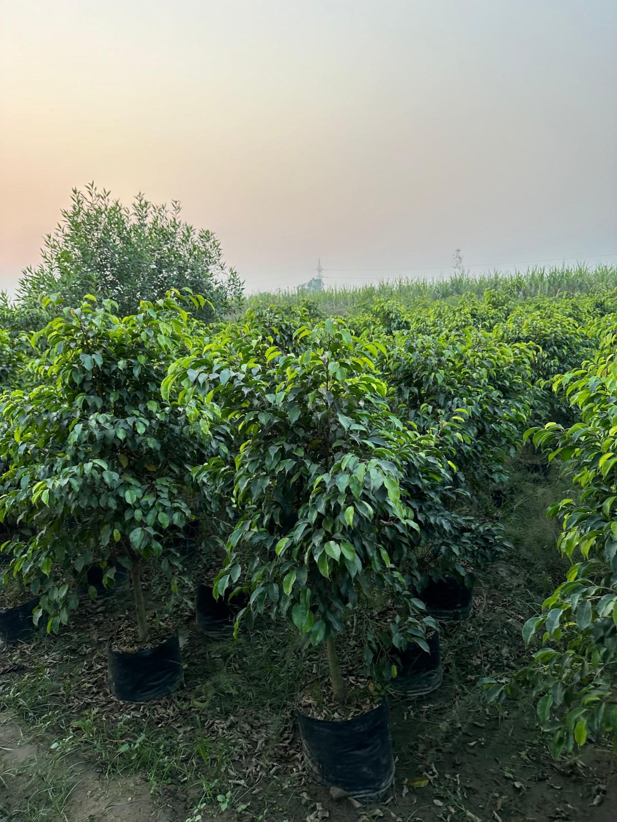 Black Ficus Ball