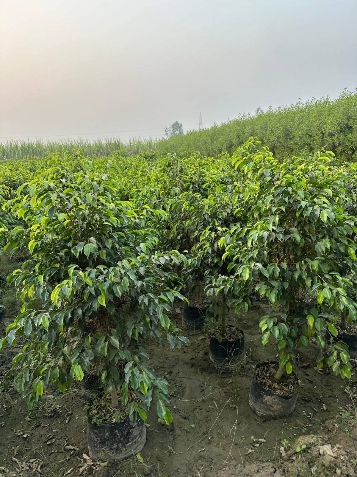 Black Ficus Ball
