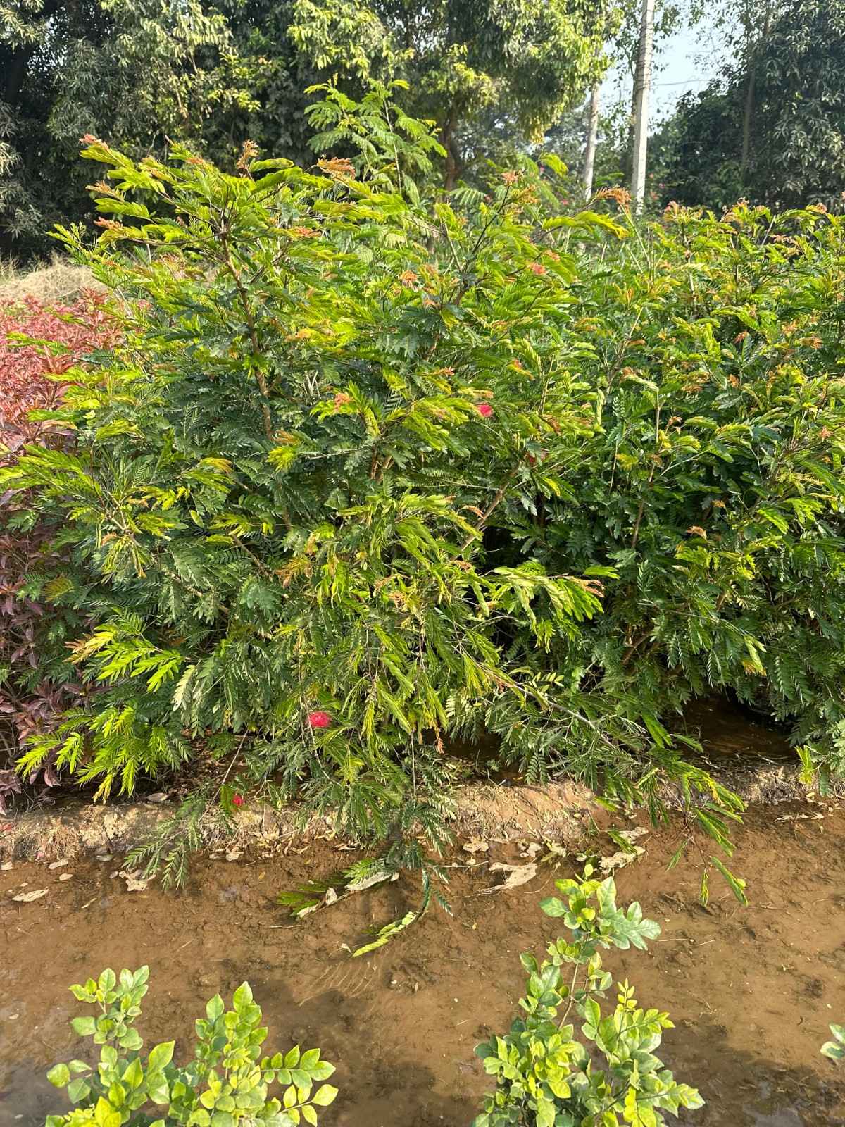 Calliandra