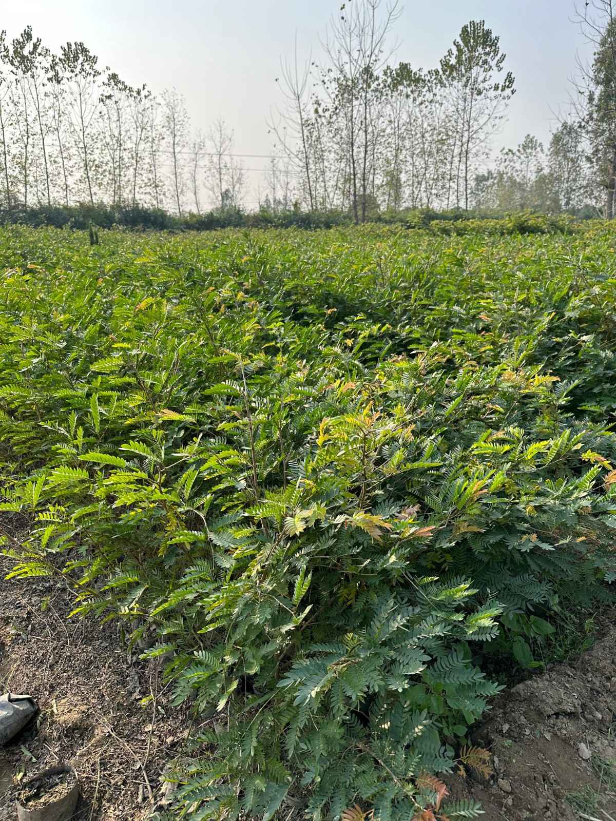 Calliandra