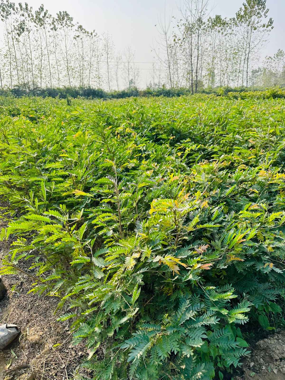 Calliandra