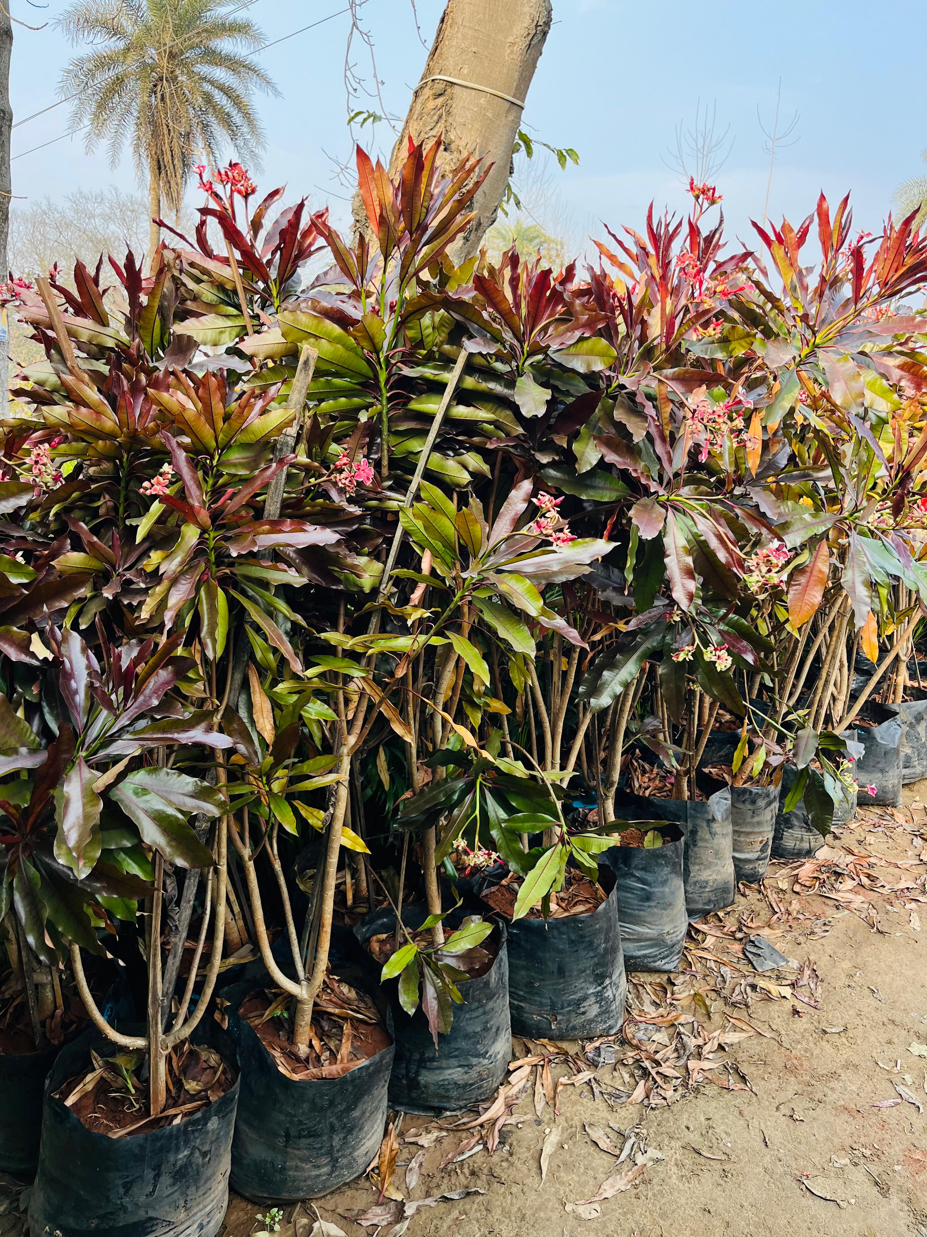 Cerbera Odallam Rubra