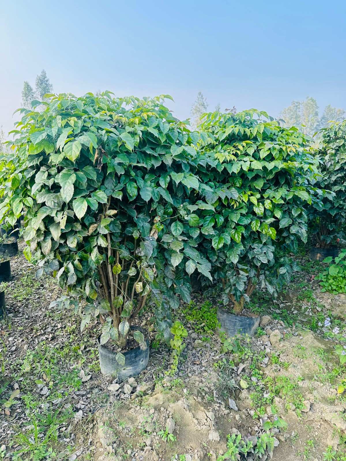 China Doll Plant