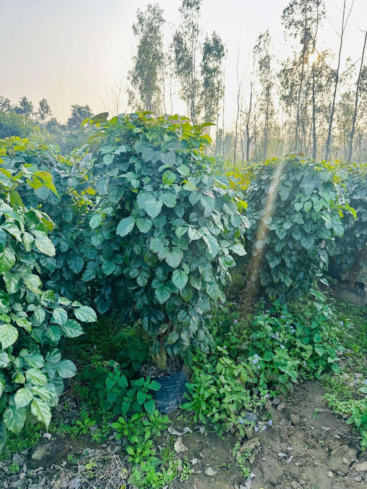 China Doll Plant