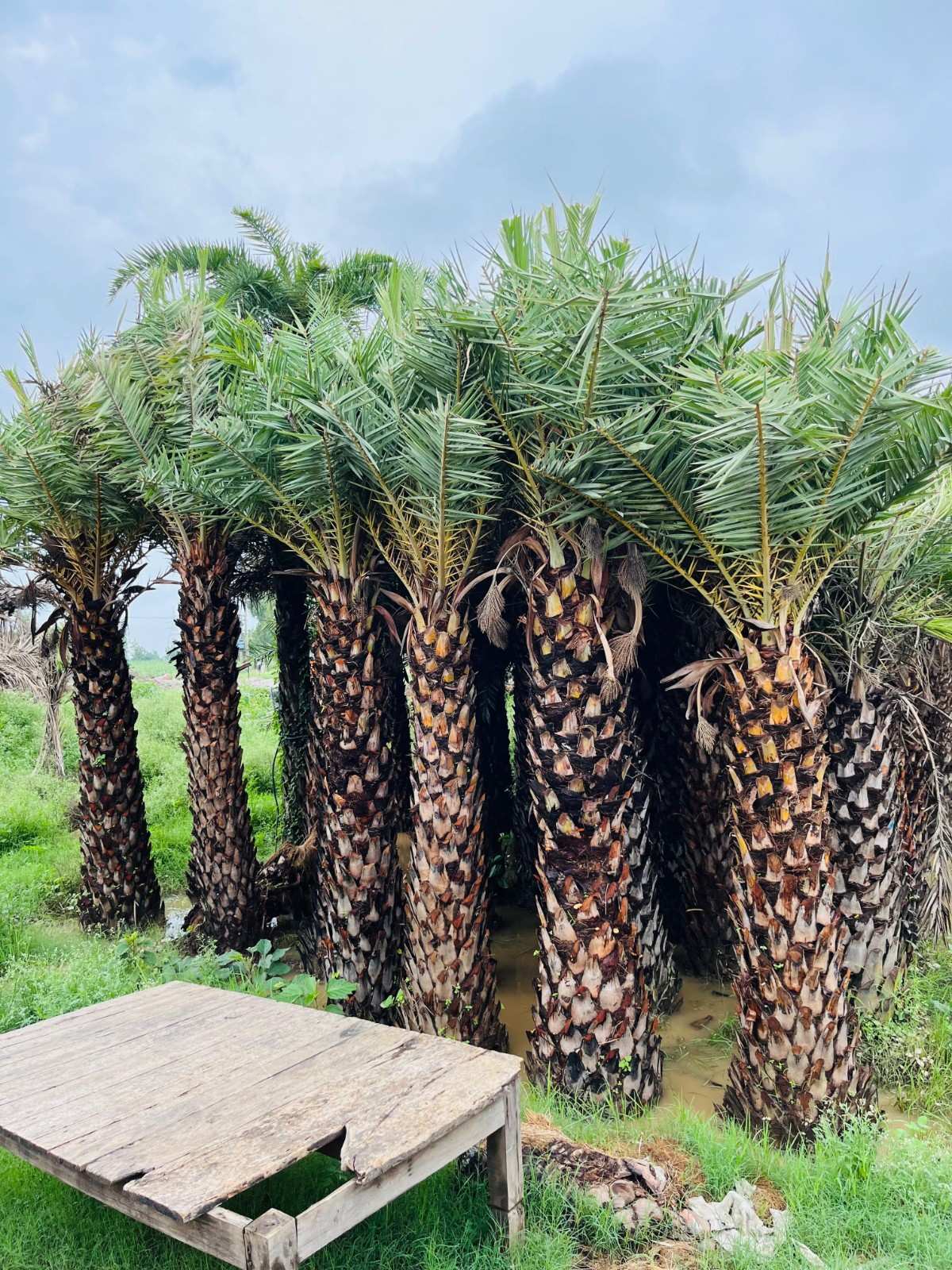 Date Palm