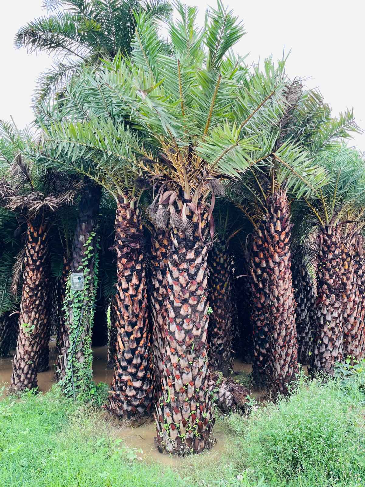 Date Palm