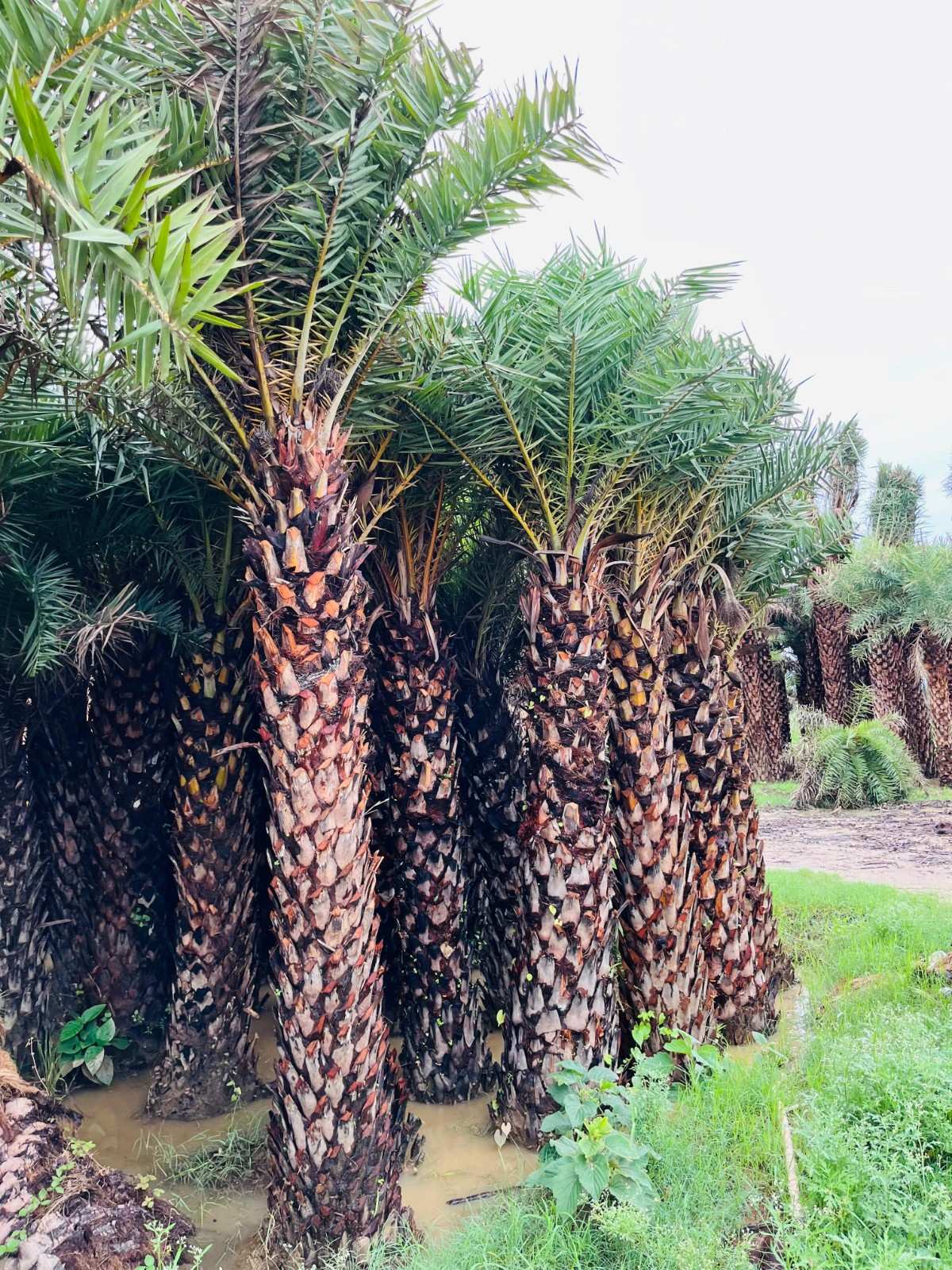 Date Palm