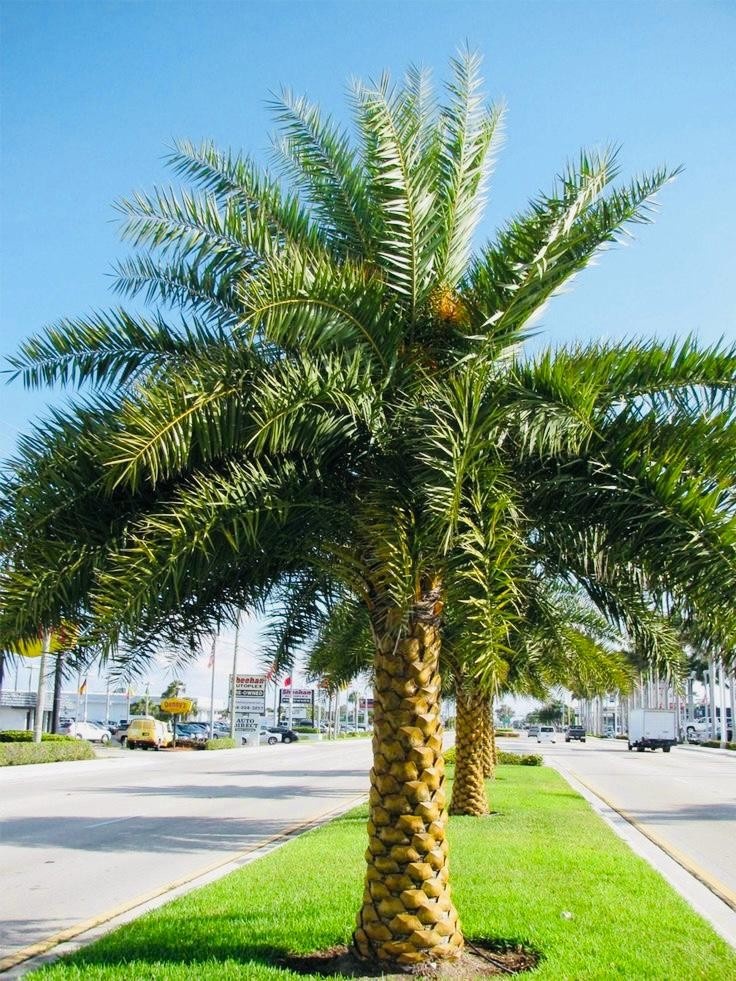 Date Palm