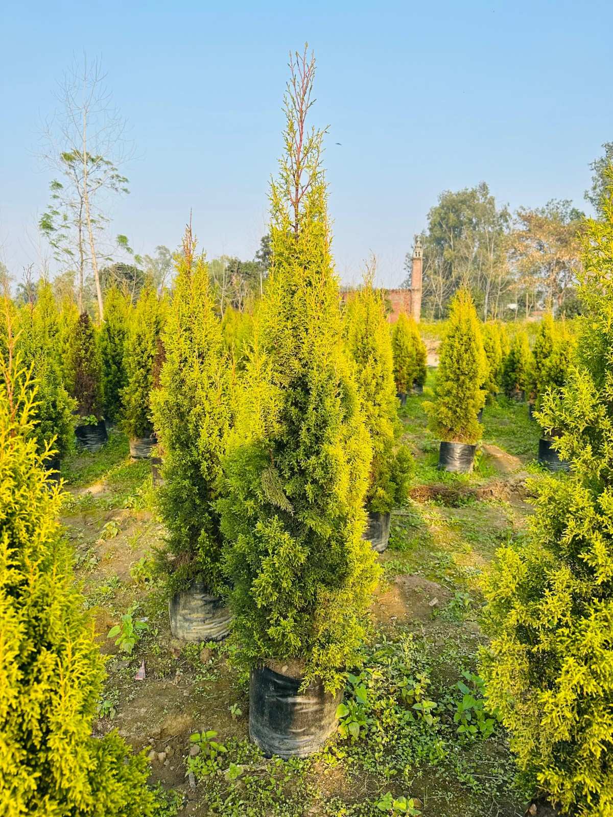 Golden Cyprus