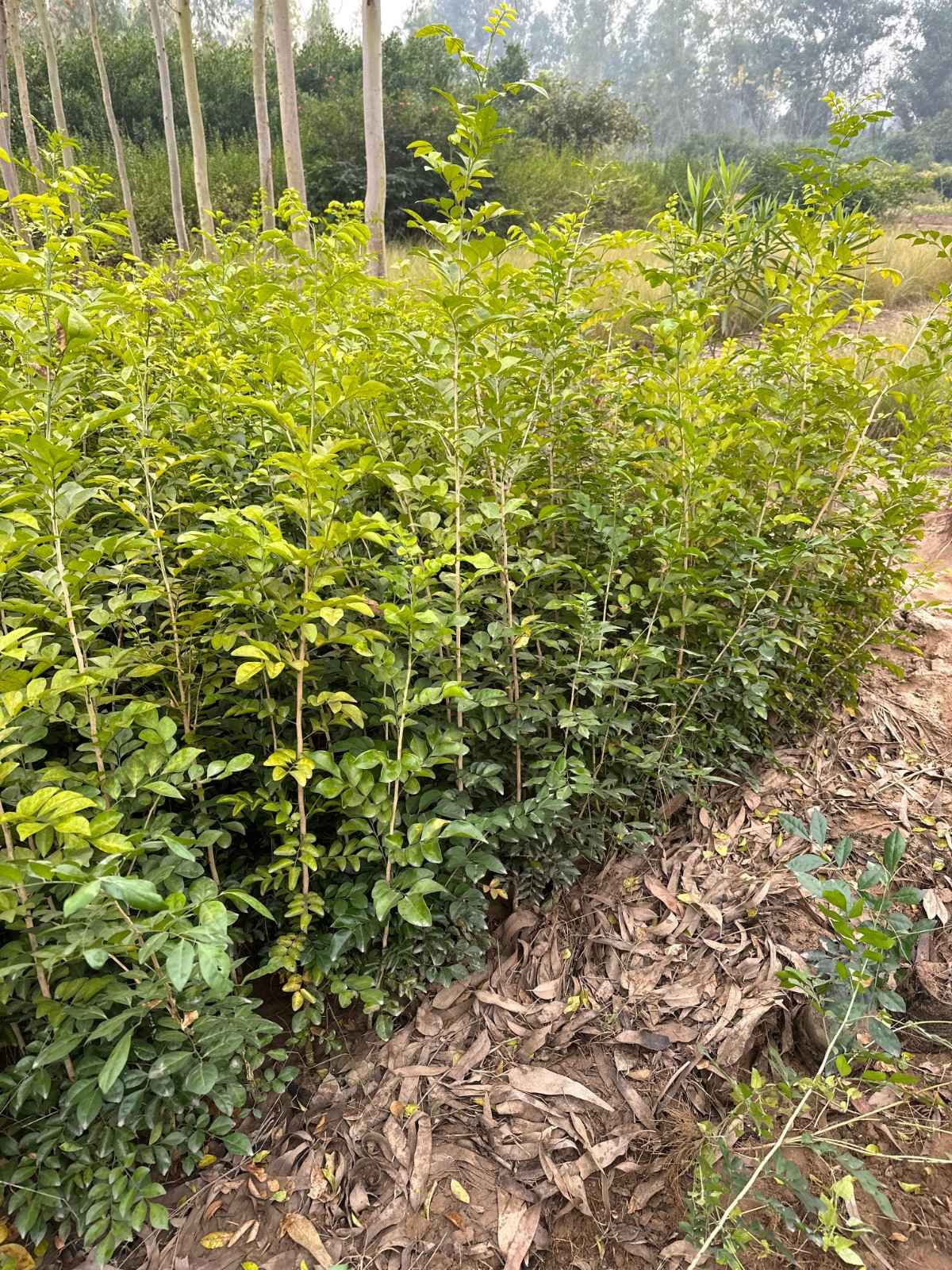 Murraya (Orange Jasmine) 
