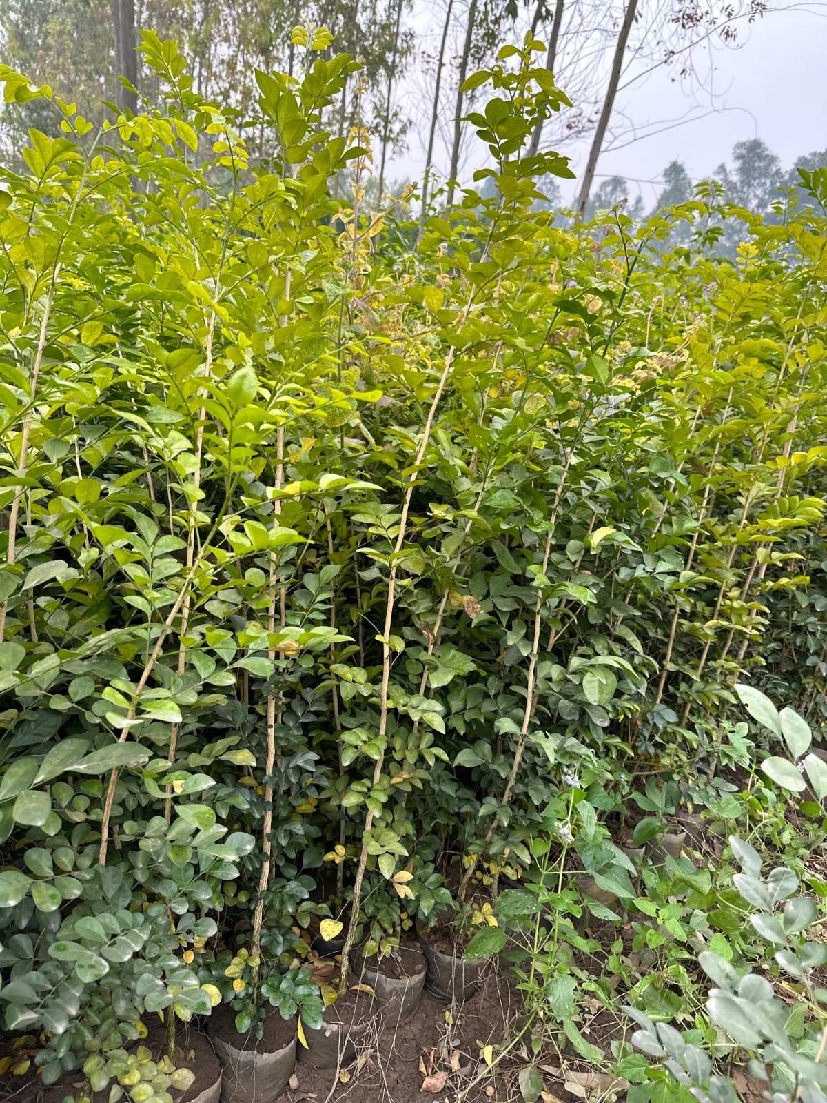 Murraya (Orange Jasmine) 