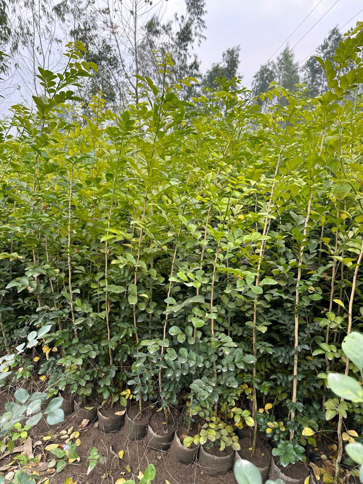 Murraya (Orange Jasmine) 