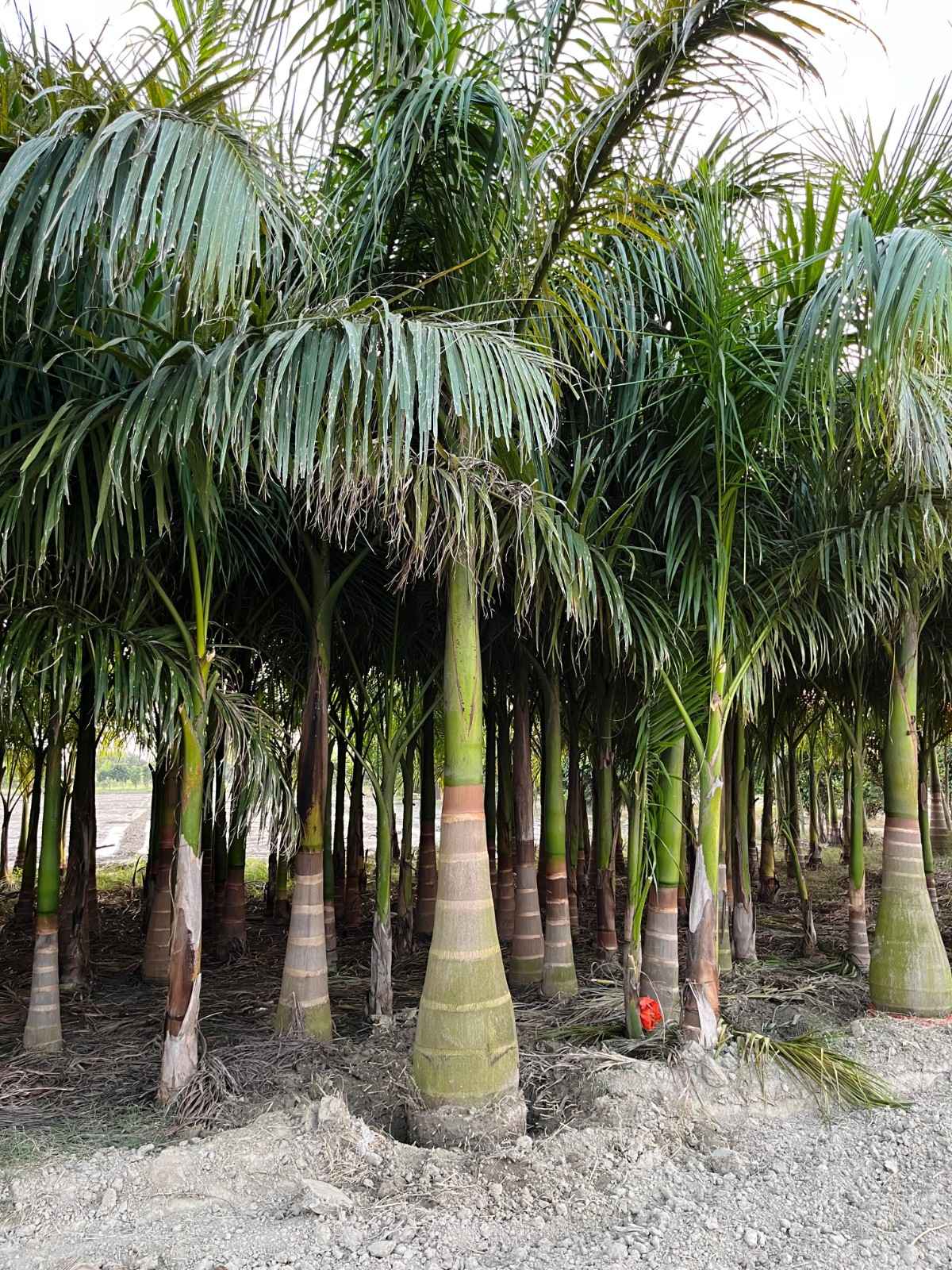 Royal Palm