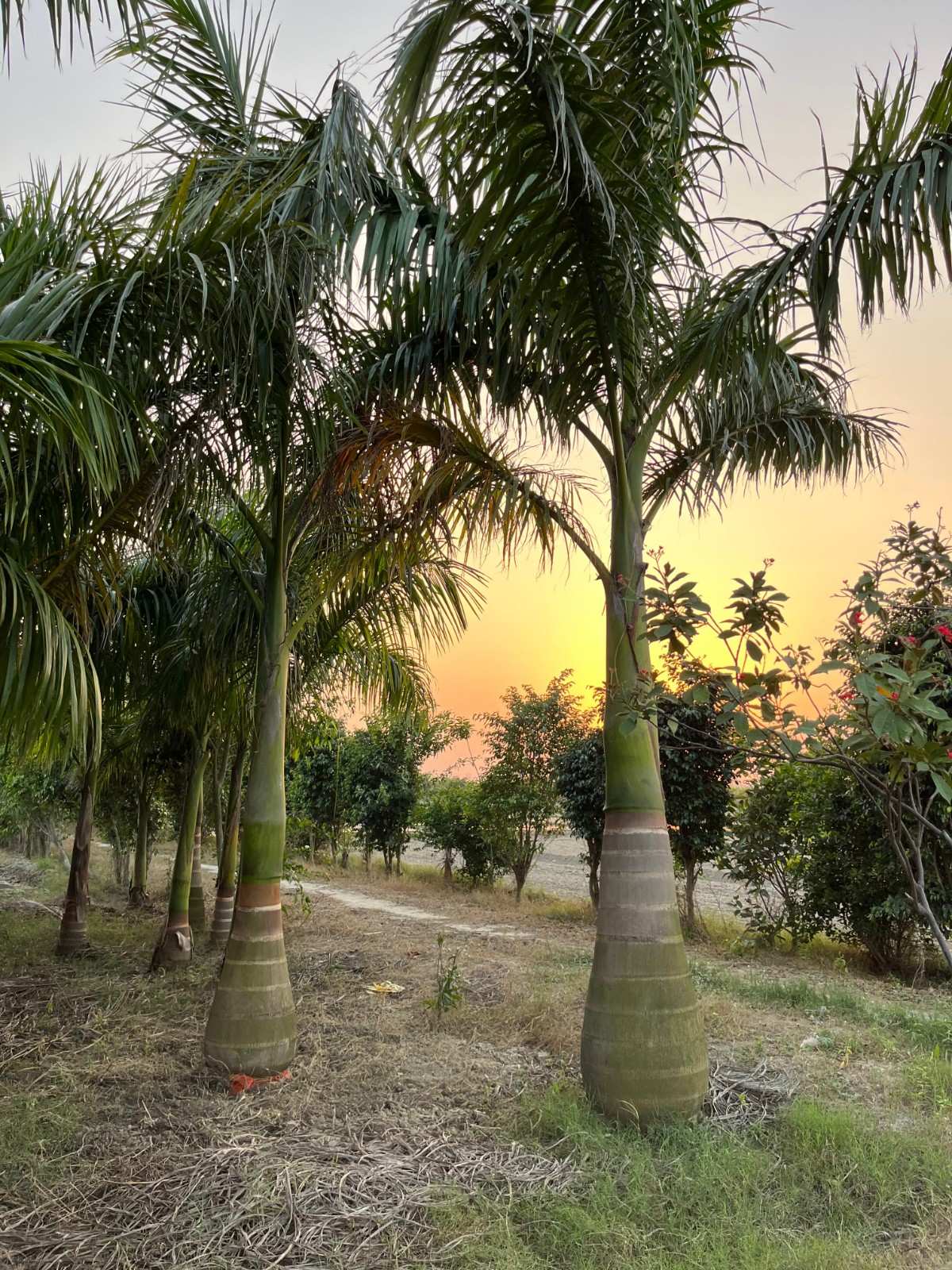 Royal Palm