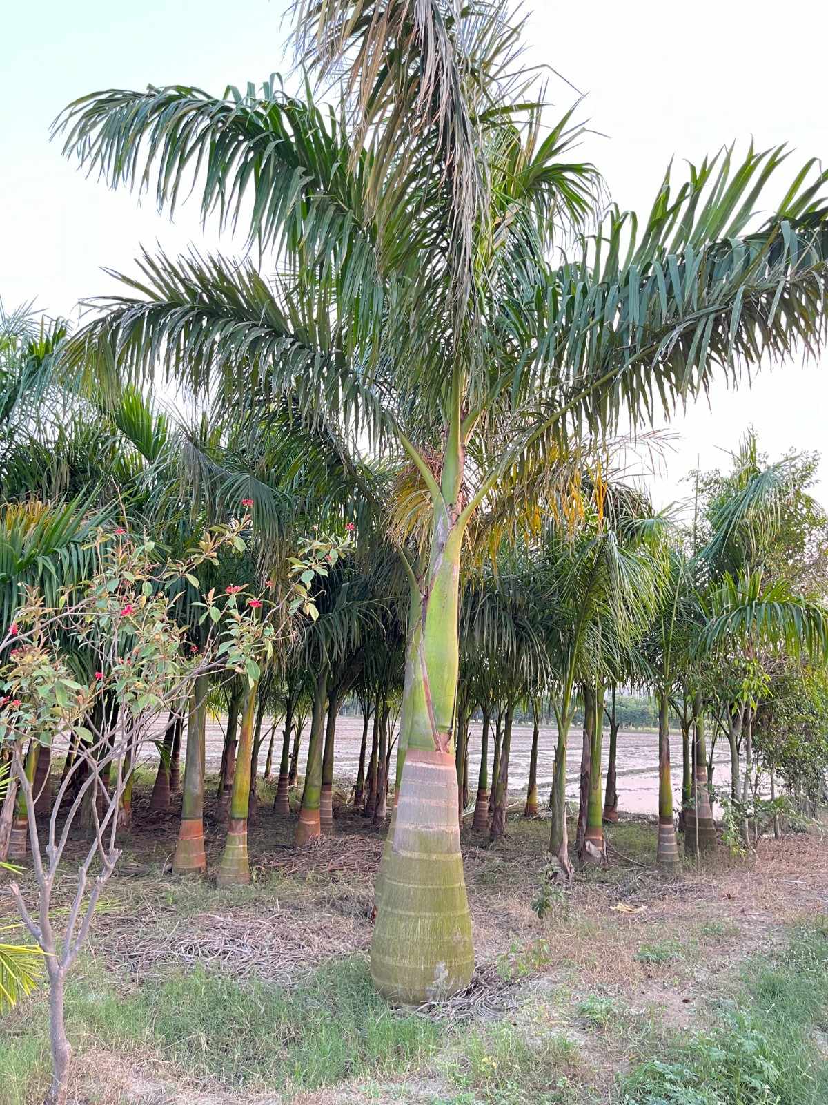 Royal Palm