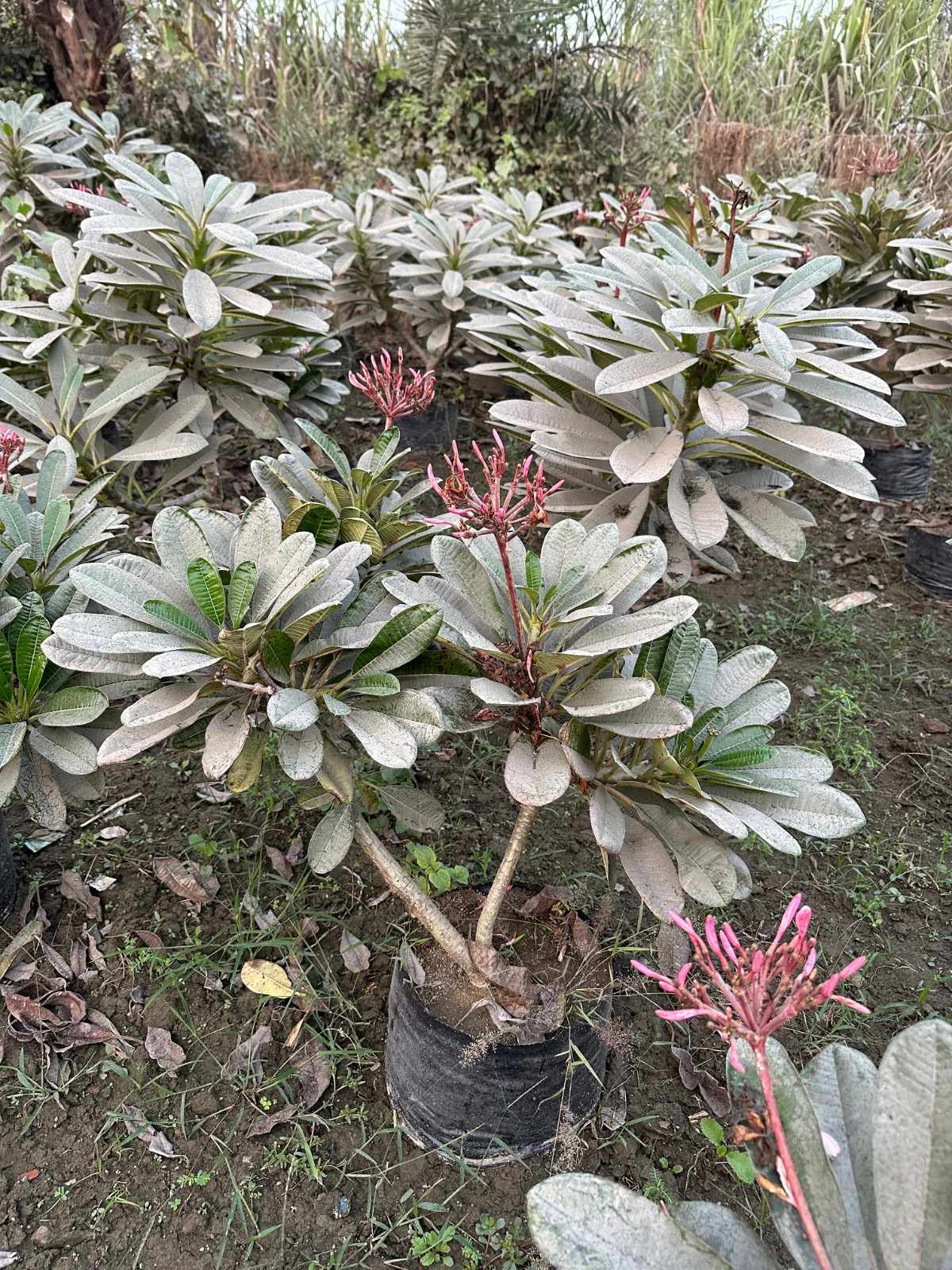 Singapuri Champa