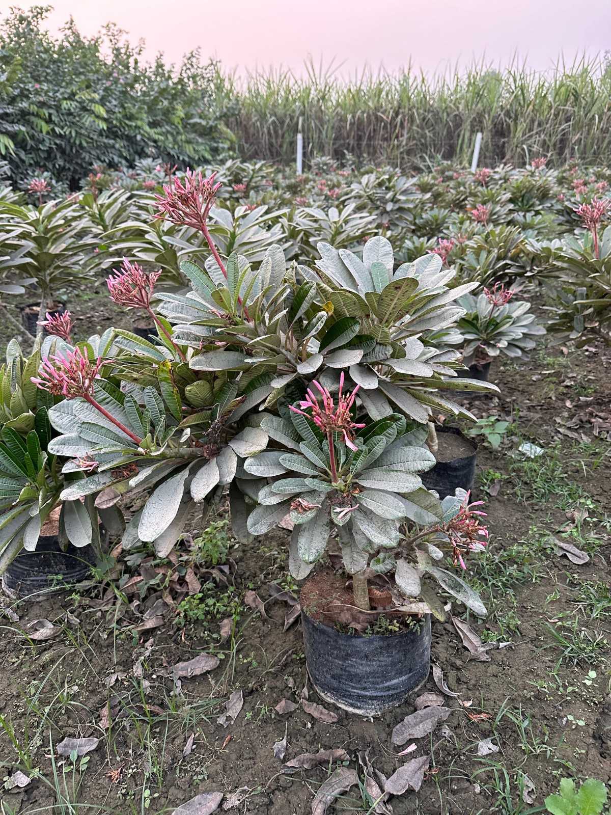 Singapuri Champa