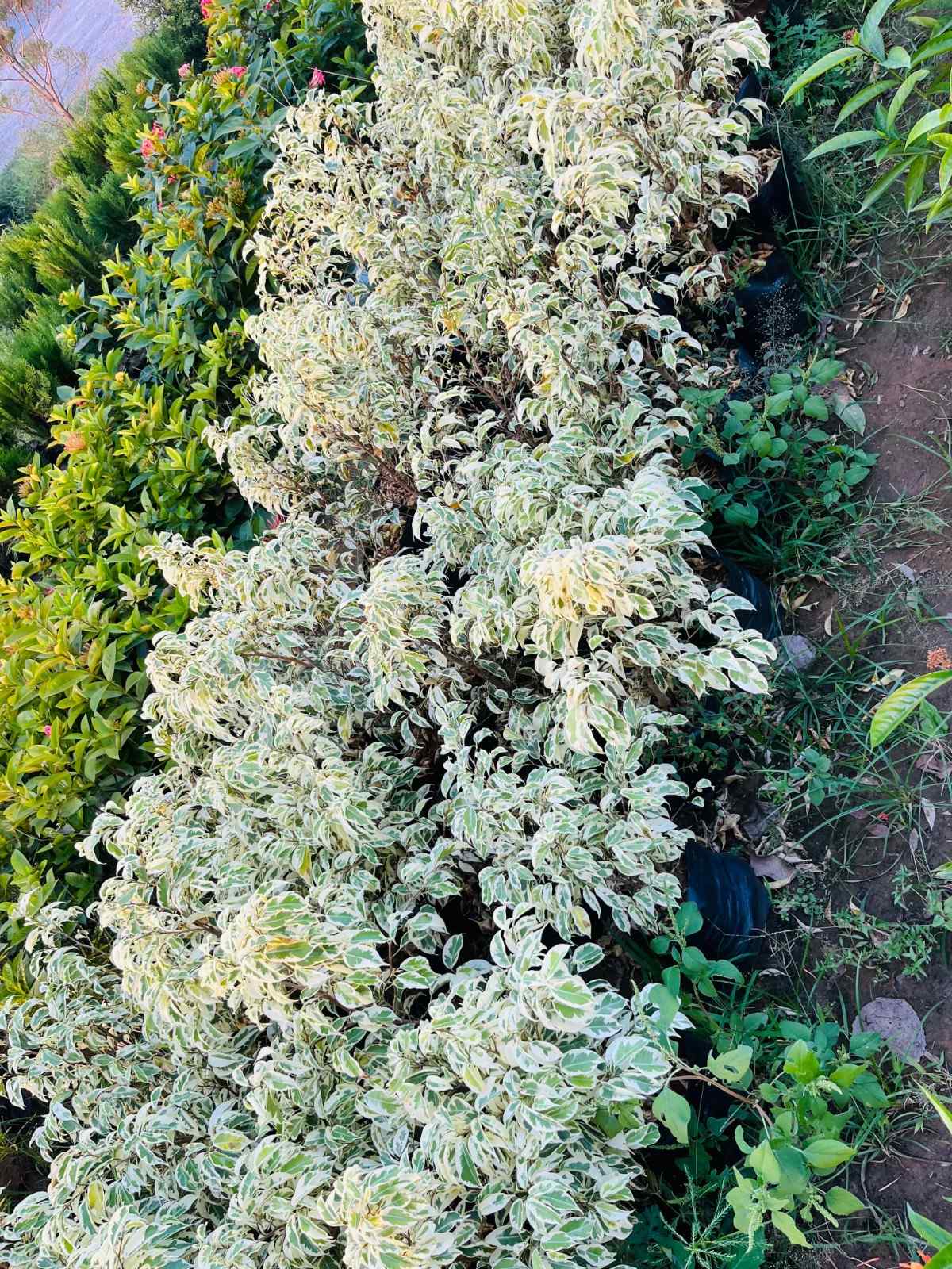 Supari Ficus