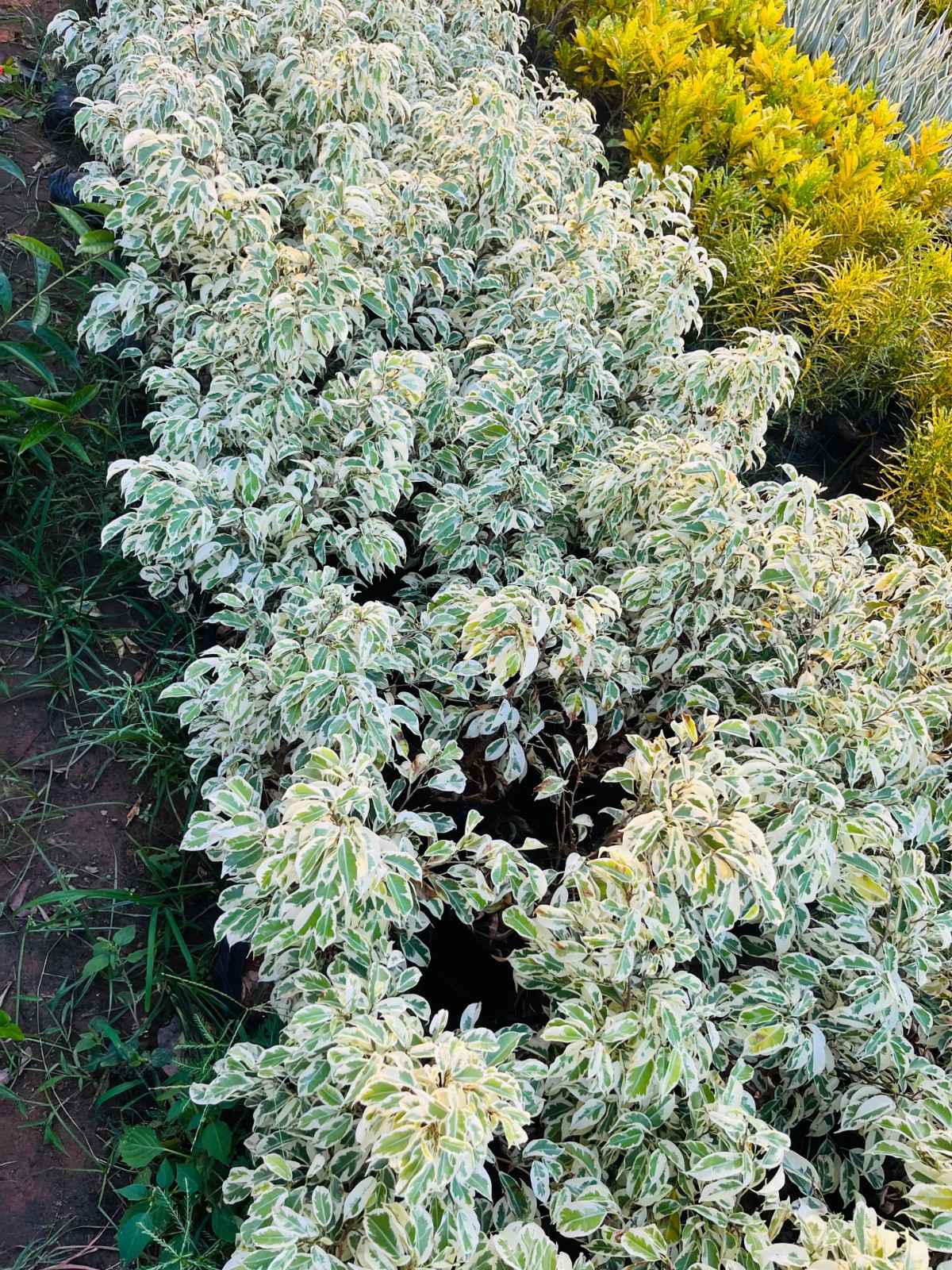 Supari Ficus