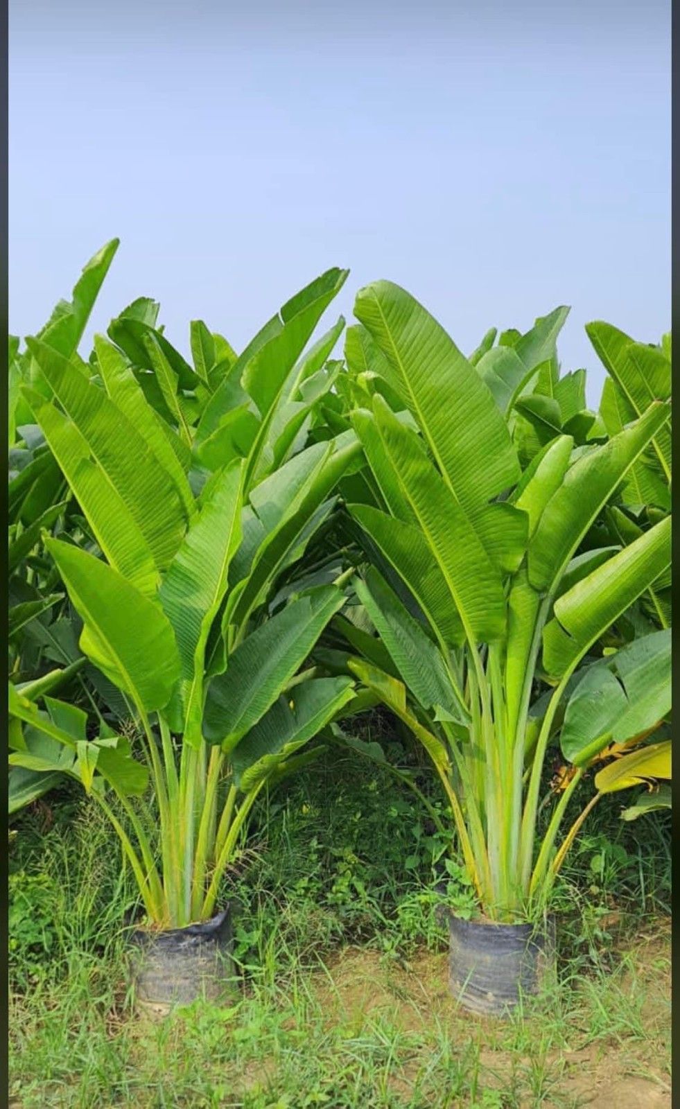 Traveller Palm
