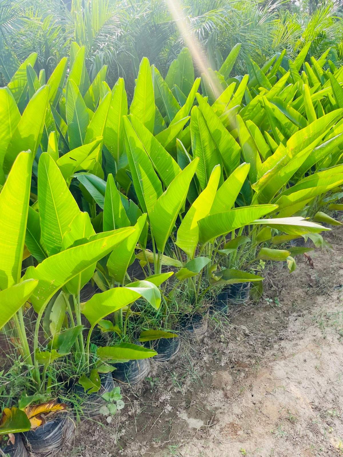 Traveller Palm