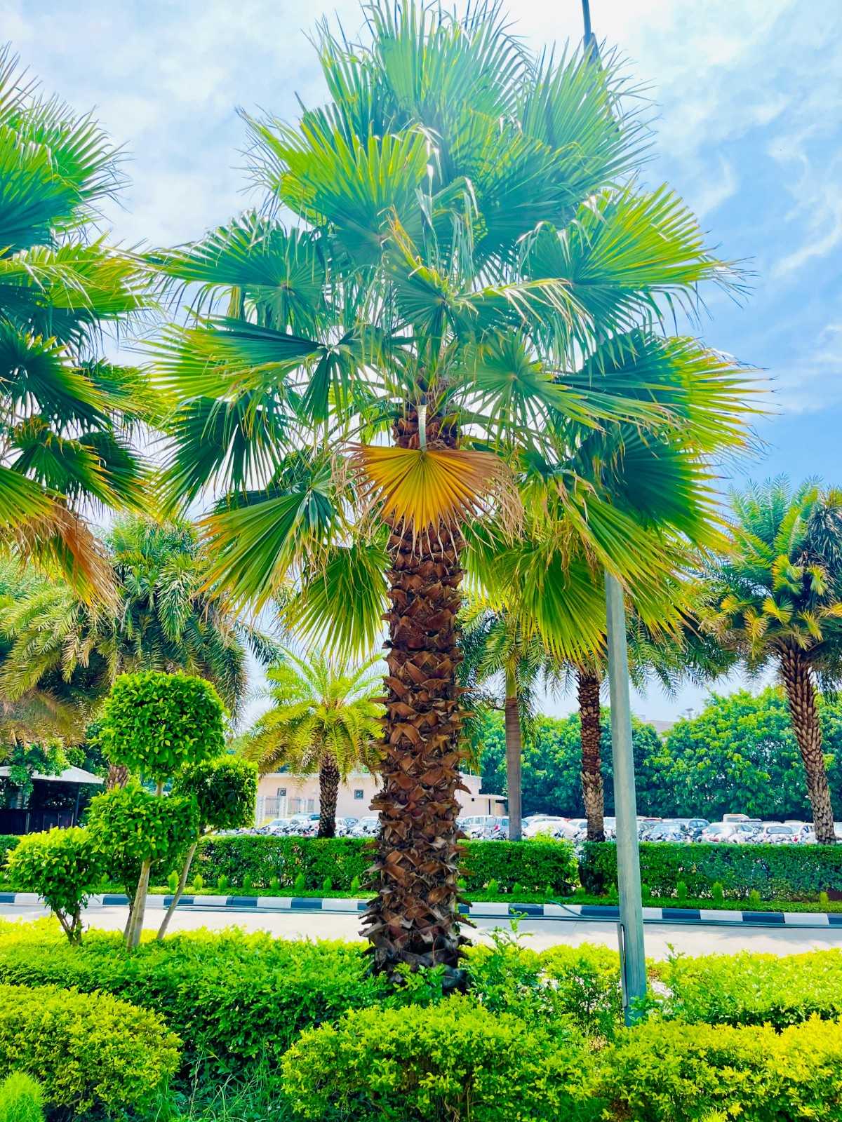 Washingtonia Palm