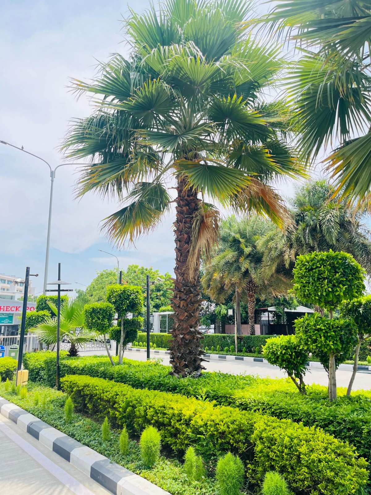 Washingtonia Palm